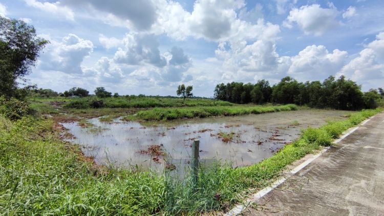 ขาย ที่ดิน 2 ไร่ คลอง 5 ฝั่งตะวันตก คลองหลวง ปทุมธานี, ภาพที่ 4
