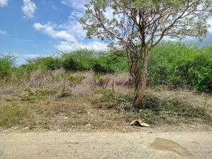 ขาย ที่ดิน ต.ปึกเตียน อ.ท่ายาง จ.เพชรบุรี    PAPC2_0009 C009