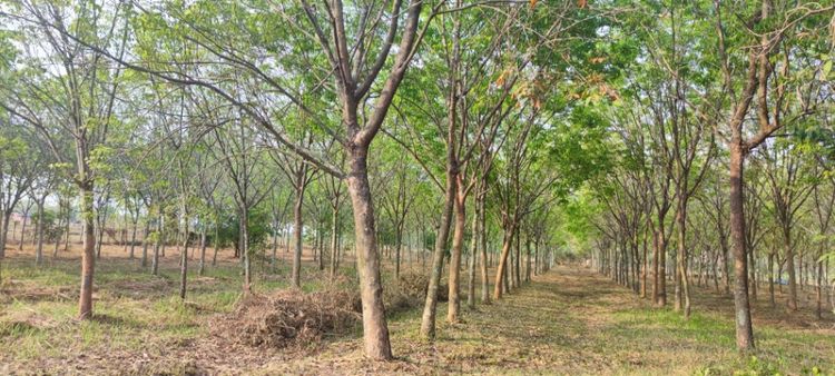 ขาย ที่ดิน 7 ไร่ 20ตรว. พร้อมสวนยางพารา ติดถนน ใกล้ชุมชน บ.หนองศาลา , ภาพที่ 4