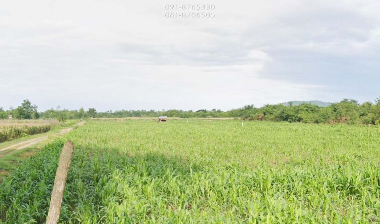 ด่วนลดราคาถูกๆ ขายที่ดิน 1ไร่ เห็นวิวเขาสวย เหมาะทำการเกษตร จ.นครสวรรค์, ภาพที่ 4