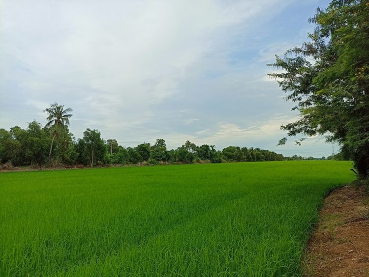 ขาย ที่ดิน ผังเมืองสีชมพู - 60 ไร่ 24 ตร.วา หน้ากว้าง ประมาณ 90, ภาพที่ 4