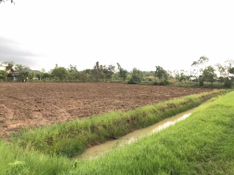 ขายที่ดิน 5 ไร่ ติดถนน 2ด้าน ฟรีโอน , ภาพที่ 4