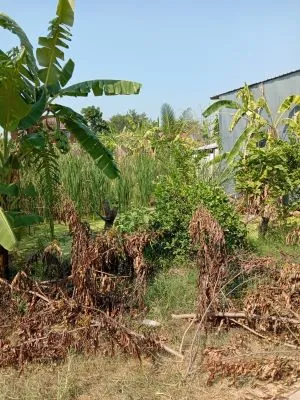 ขายที่ดิน ในหมู่บ้านสมพงษ์ คลองโยง ด่วนนมาก เจ้าของอยากขาย ราคาต่อรองได้