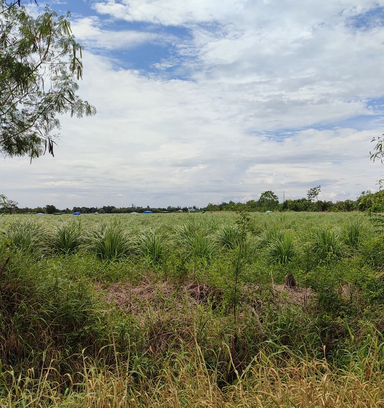 ขายที่ดิน 59ไร่ คลองสิบ หนองเสือ รังสิต-นครนายก ใกล้แหล่งชุมชน, ภาพที่ 4