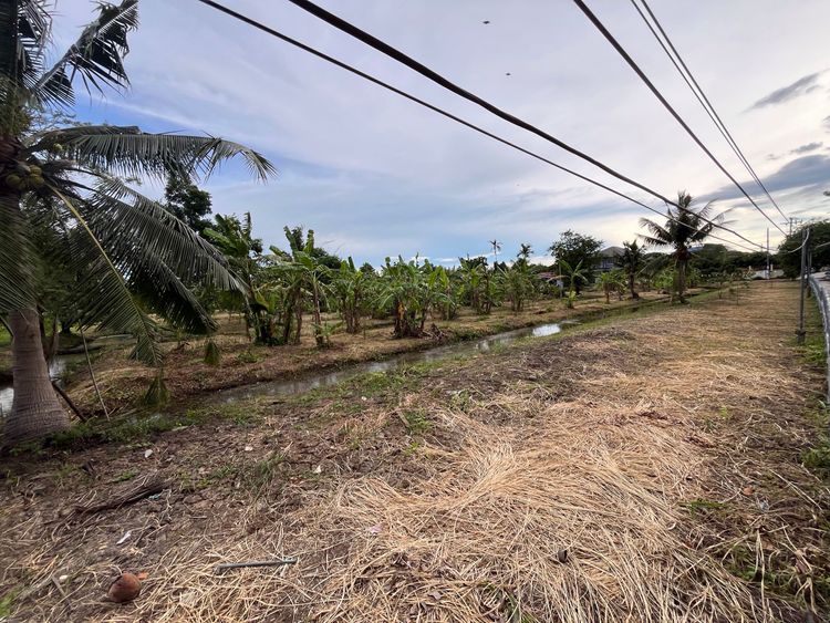 ขายที่ดินบางกระเจ้า แปลงหัวมุม 2 ไร่  ติดถนนกว้าง 4.5 เมตร  บ้านสวน, ภาพที่ 4