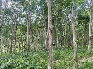 ขายสวนยาง อำเภอวิภาวดี จังหวัดสุราษฎร์ธานี (เจ้าของขายเอง)
