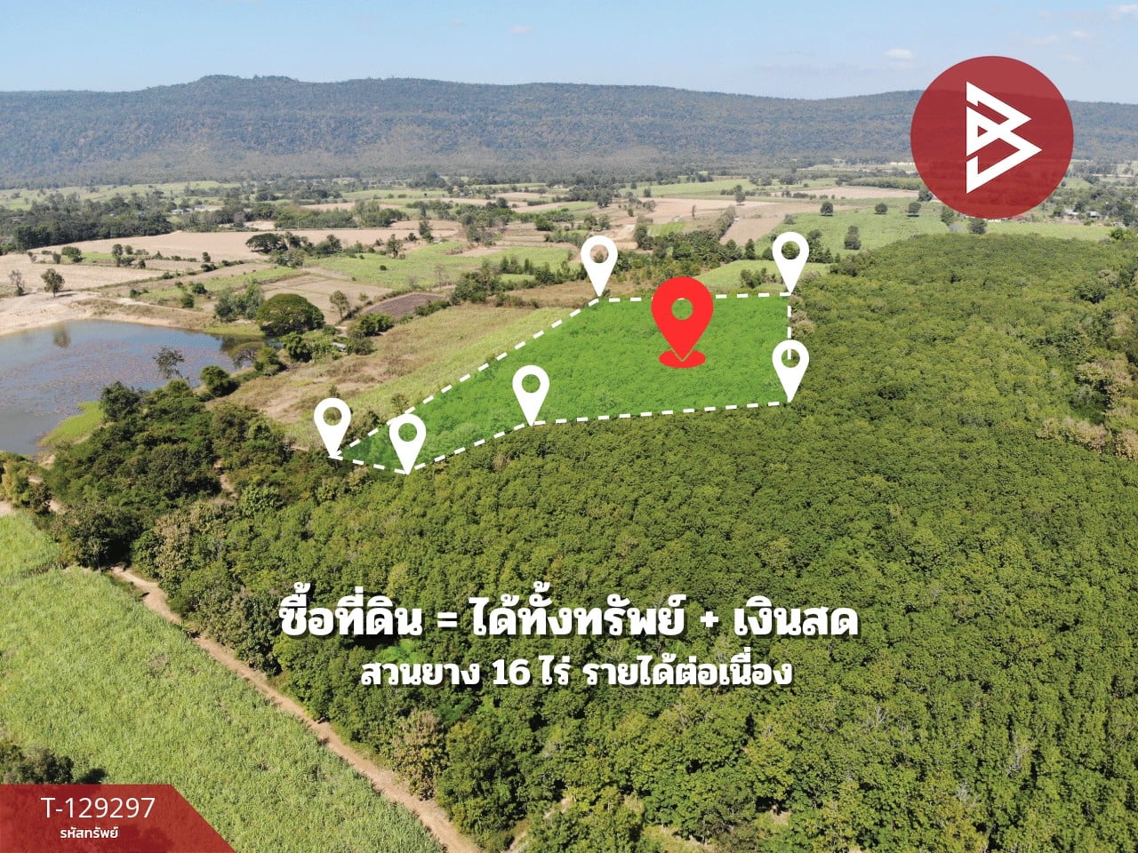 ขายที่ดิน เนื้อที่ 16 ไร่ สวนยางพารา อ.ชุมแพ ขอนแก่น ใกล้ถนนหลัก