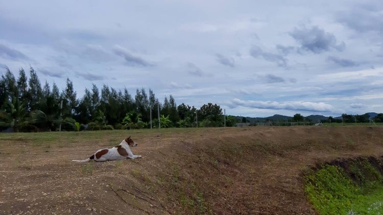 ขายที่ดิน22ไร่ พร้อมบ้านสวน ไร่ละ 5แสนบาท อ.พระพุทธบาท สระบุรี-ลพบุรี , ภาพที่ 4
