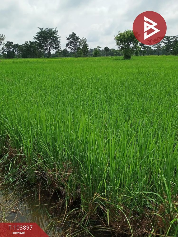 ขายที่ดิน เนื้อที่ 8 ไร่ 1 งาน 74 ตร.วา นาเชือก มหาสารคาม, ภาพที่ 4