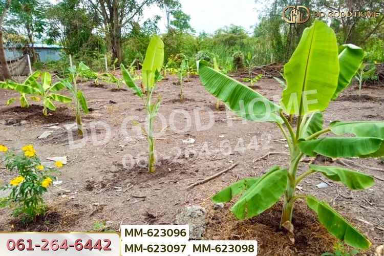 MM-623096 ที่ดินธัญบุรี 180 ตร.ว. หมู่บ้านทิพย์ธิดาแลนด์ 2 คลอง 11, ภาพที่ 4