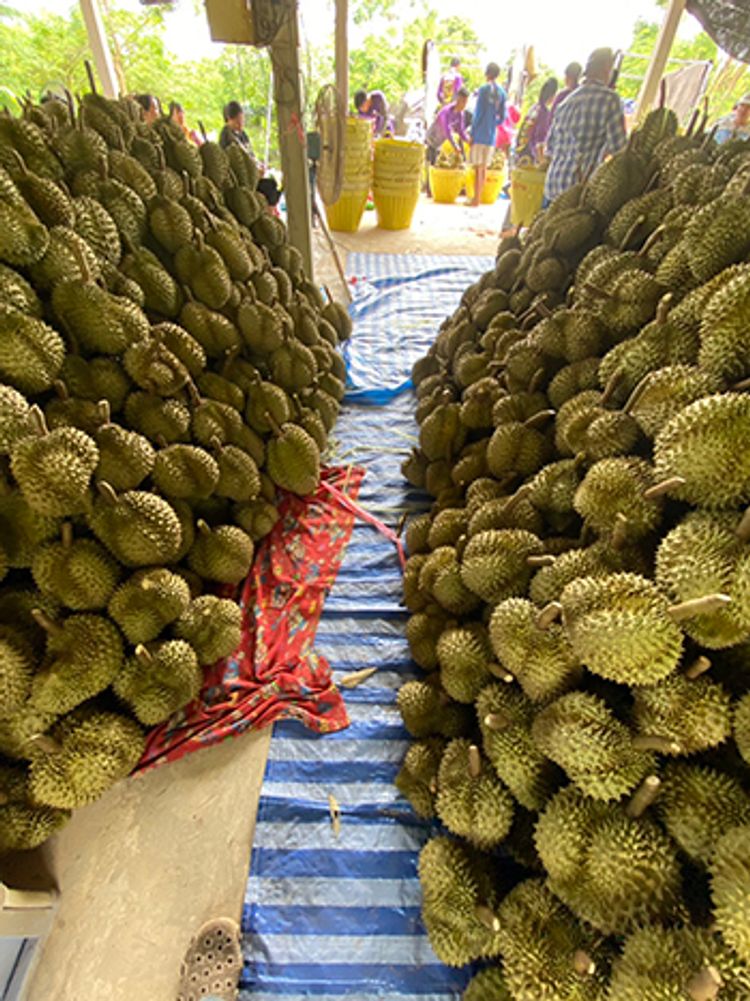 ขายที่ดินสวนทุเรียน 20 ไร่ มีระบบน้ำชลประทานและไฟฟ้า | จังหวัดเพชรบุรี, ภาพที่ 4