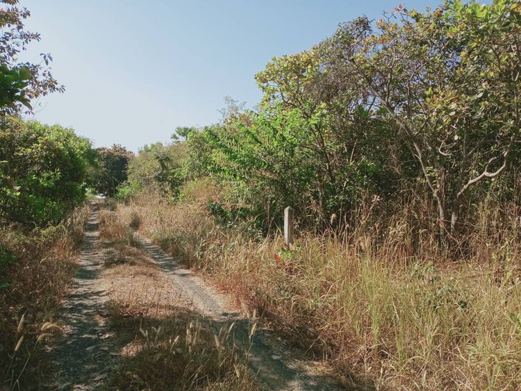 ขาย ที่ดิน ตำบลนิคมสร้างตนเองลำโดมน้อย อำเภอสิรินธร จังหวัดอุบลราชธานี, ภาพที่ 4