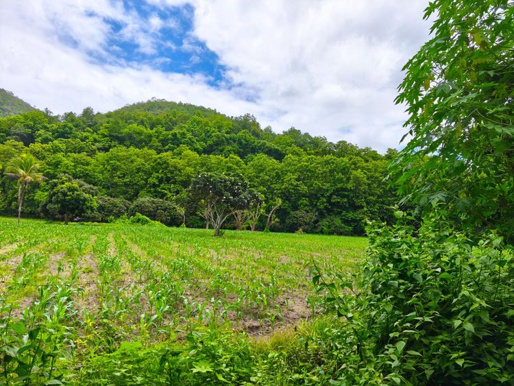 ขายที่ดินเปล่า2เเปลงติดกัน ทำเลดี ด้านหน้าติดถนนดำวิวภูเขา, ภาพที่ 4