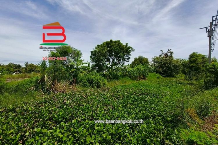 ที่ดินเปล่า กระทุ่มราย-หนองจอก (ซอยสุวินทวงศ์ 98) เนื้อที่ 200 ตรว., ภาพที่ 4