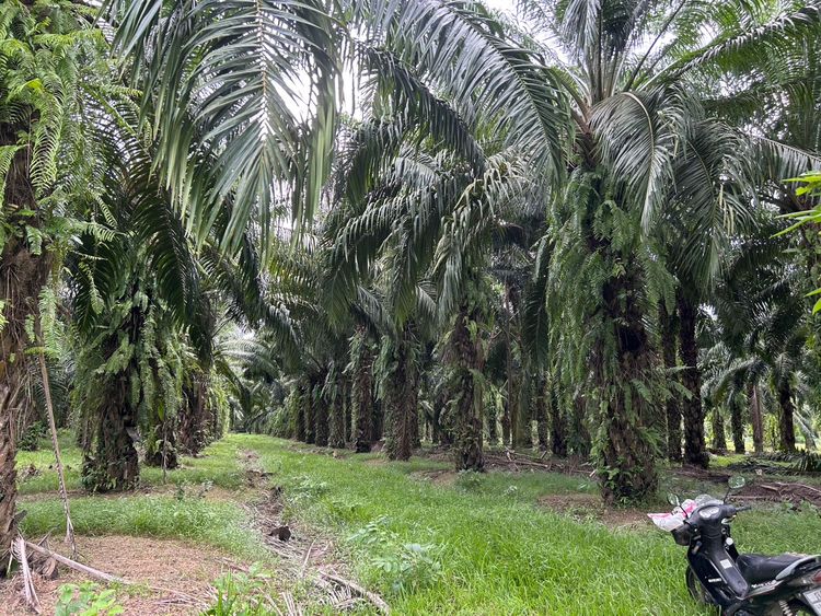 ขาย ที่ดินสวนปาล์ม ตำบลทุ่งปรัง อำเภอสิชล จังหวัดนครศรีธรรมราช, ภาพที่ 4