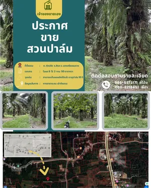ขาย ที่ดินสวนปาล์ม ตำบลทุ่งปรัง อำเภอสิชล จังหวัดนครศรีธรรมราช