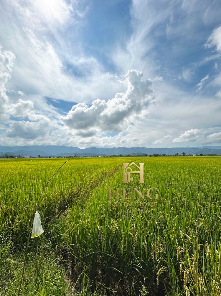 ที่นา แม่เย็น พาน เชียงราย ใกล้ถนนใหญ่ เหมาะกับการลงทุน ถือยาว, ภาพที่ 4
