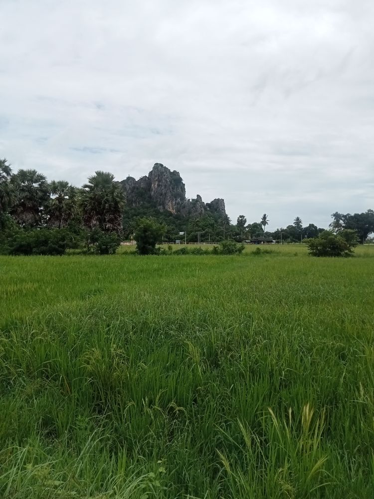 ขายที่ดินเปล่ากลางไร่ต่ำกว่าประเมิน เขาย้อยเพชรบุรี (ลงทุน+เกษตร), ภาพที่ 4