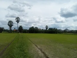 ขายที่ดินเปล่ากลางไร่ต่ำกว่าประเมิน เขาย้อยเพชรบุรี (ลงทุน+เกษตร)