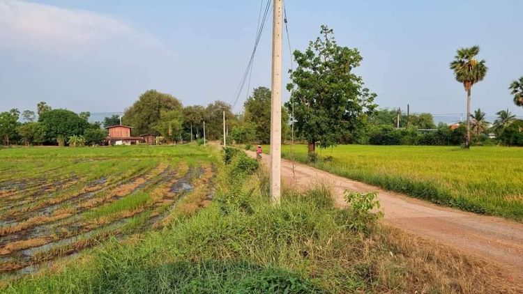 ขายที่ดินเปล่า ทำเลดี เดินทางสะดวก น้ำไฟเข้าถึง ต.วังทอง อ.วังทอง, ภาพที่ 4