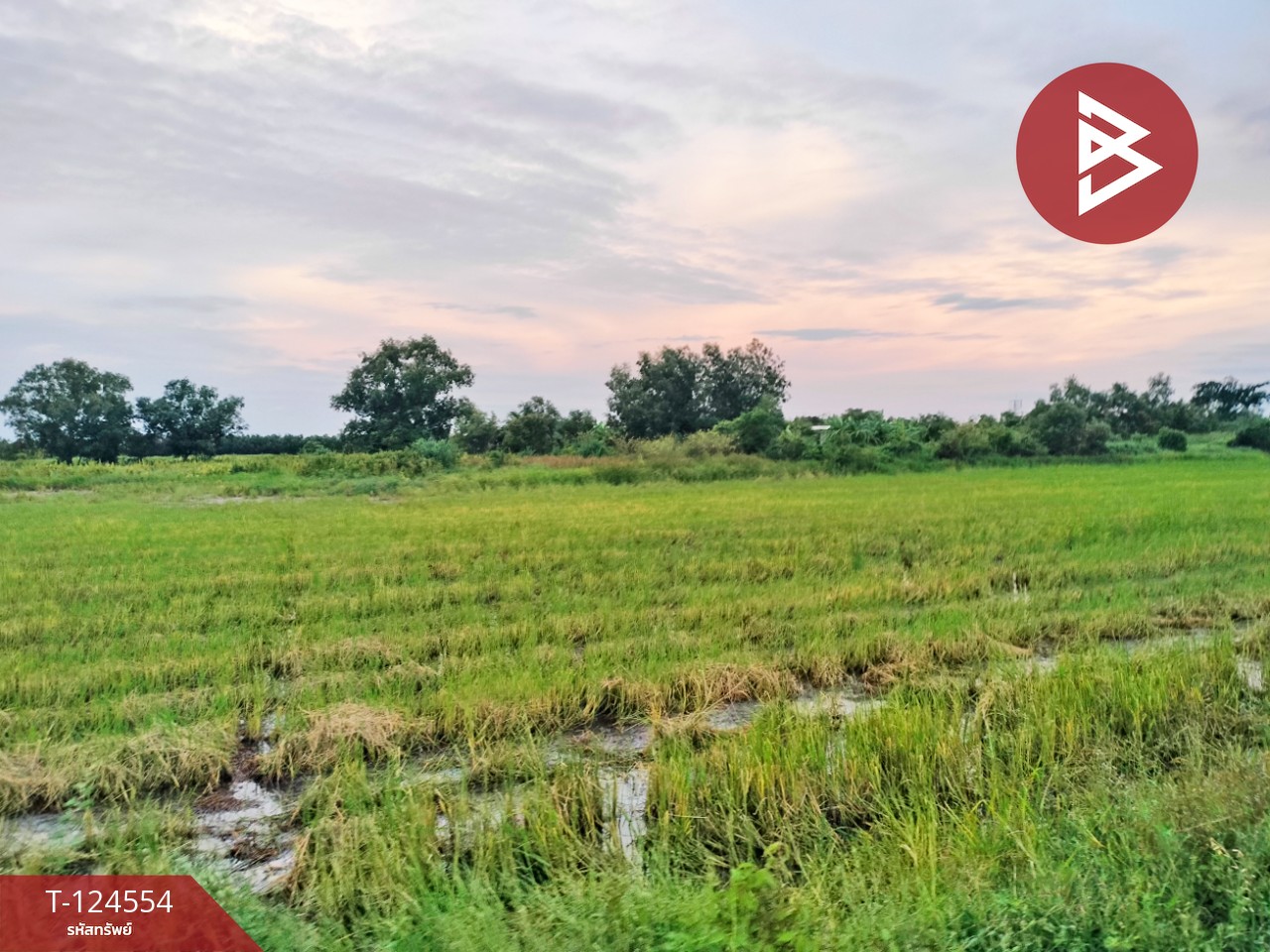 ขายที่ดิน เนื้อที่ 1 งาน องครักษ์ นครนายก