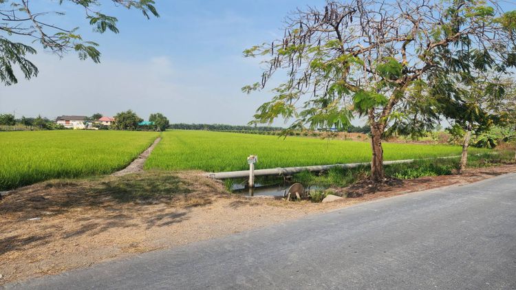 ให้เช่าที่ดิน ที่ดินติดถนนใหญ่ คลองสิบ-คลองสิบสี่ เขตหนองจอก, ภาพที่ 4