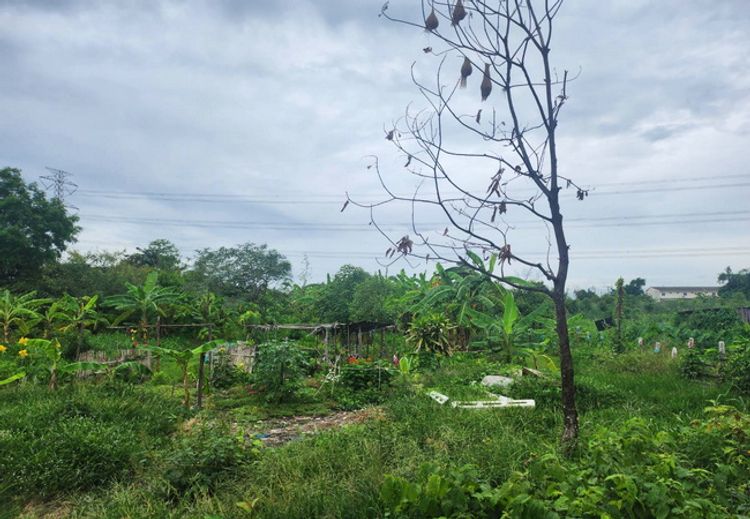 ขายที่ดิน หมู่บ้านนพวงศ์ ถนนปทุมธานี-บางเลน อำเภอลาดหลุมแก้ว ปทุมธานี, ภาพที่ 4