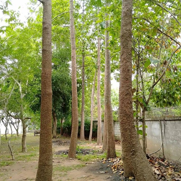 ที่ดินลำพูน แปลงใหญ่พร้อมต้นไม้เศรษฐกิจ, ลำพูน, ภาพที่ 4