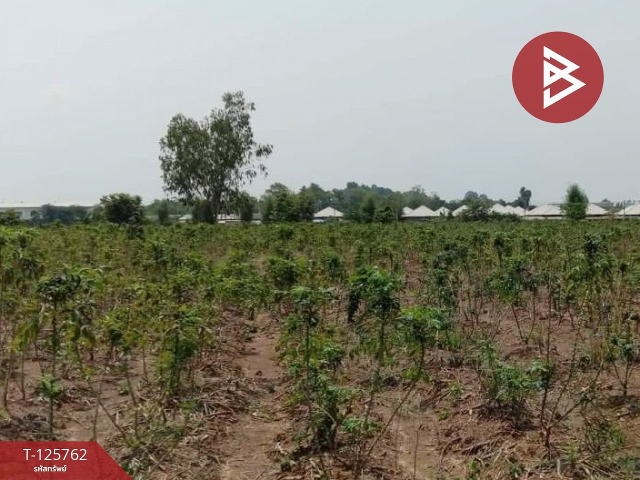ขายที่ดิน เนื้อที่ 4 ไร่ 46 ตร.วา ศรีมหาโพธิ ปราจีนบุรี