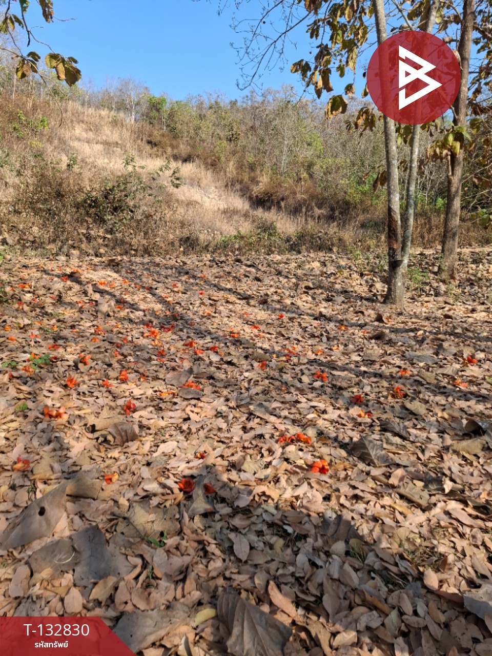 ขายที่ดิน เนื้อที่ 7 ไร่ 3 งาน 91 ตร.วา เทิง เชียงราย