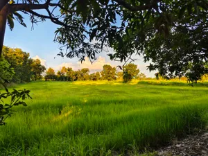 ขายด่วนที่ดิน 18-2-84 ตร.ว. ตัวเมืองชัยภูมิ ทำเลดีเยี่ยม ลดจาก 25 เหลือ 17 ล้านบาท ลดไป 32% ถูกที่สุดในทำเลนี้