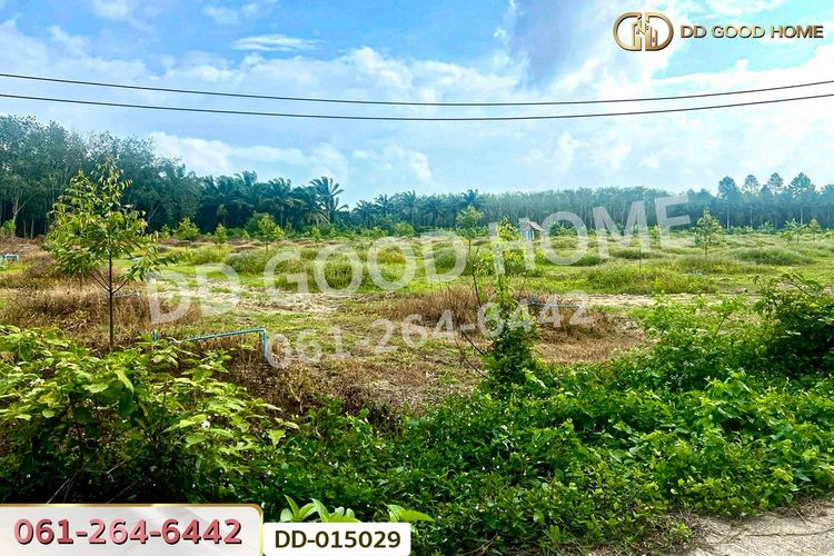 DD-015029 ที่ดินสิชล 9 ไร่ 356 ตร.ว.นครศรีธรรมราช ใกล้หาดท่าหมาก, ภาพที่ 4