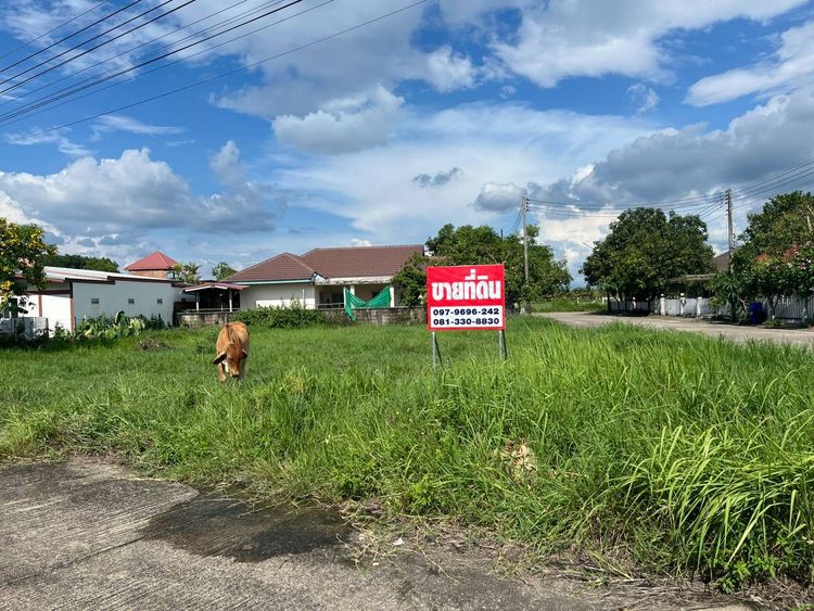 ขาย ที่ดิน ตำบลสันโป่ง อำเภอแม่ริม จังหวัดเชียงใหม่, ภาพที่ 4