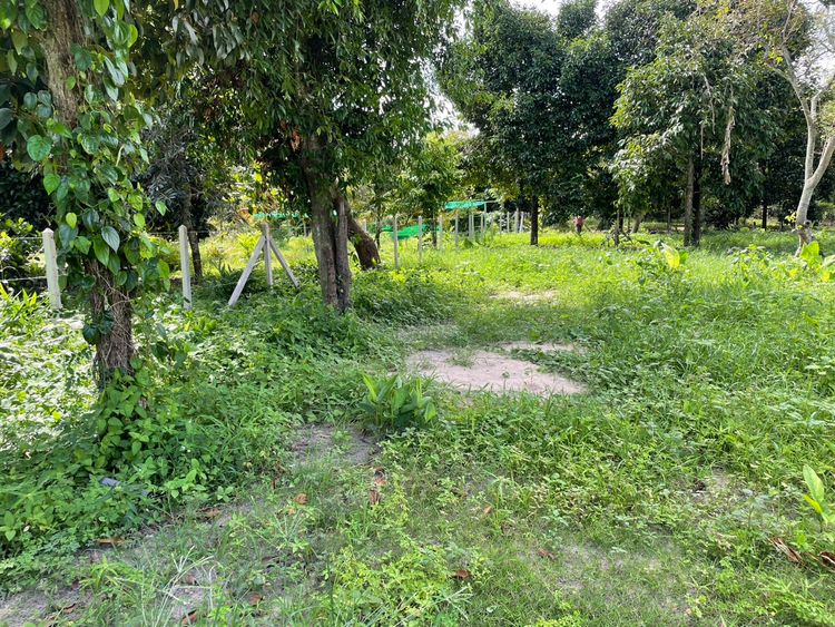 ขายที่ดิน 1 ไร่ ตะพง เมืองระยอง ใกล้ตลาดผลไม้ตะพง , ภาพที่ 4