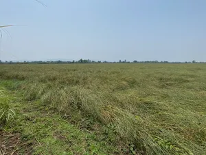 ขายที่ดินนา เพชรบูรณ์ อำเภอหนองไผ่ ผู้เช่าพร้อม ทำเลน่าลงทุน