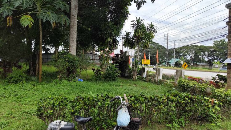 ขายที่ดินทำเลดี 3 ไร่ ติดถนนพหลโยธิน ใกล้ถ้ำหลวง-ขุนน้ำนางนอน แม่สาย, ภาพที่ 4