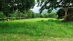 ขายที่ดินทำเลดี 3 ไร่ ติดถนนพหลโยธิน ใกล้ถ้ำหลวง-ขุนน้ำนางนอน แม่สาย เชียงราย