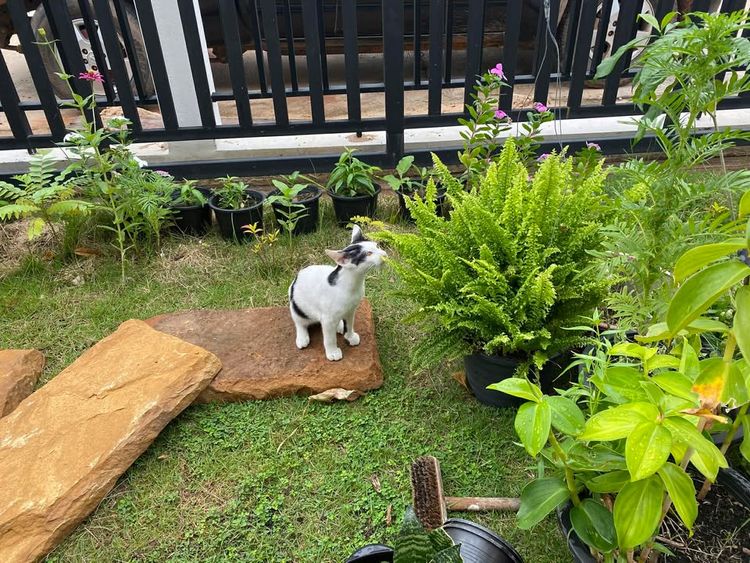 ขายบ้านเดี่ยว กลางเมืองชัยภูมิ ติดถนนใหญ่, ภาพที่ 4