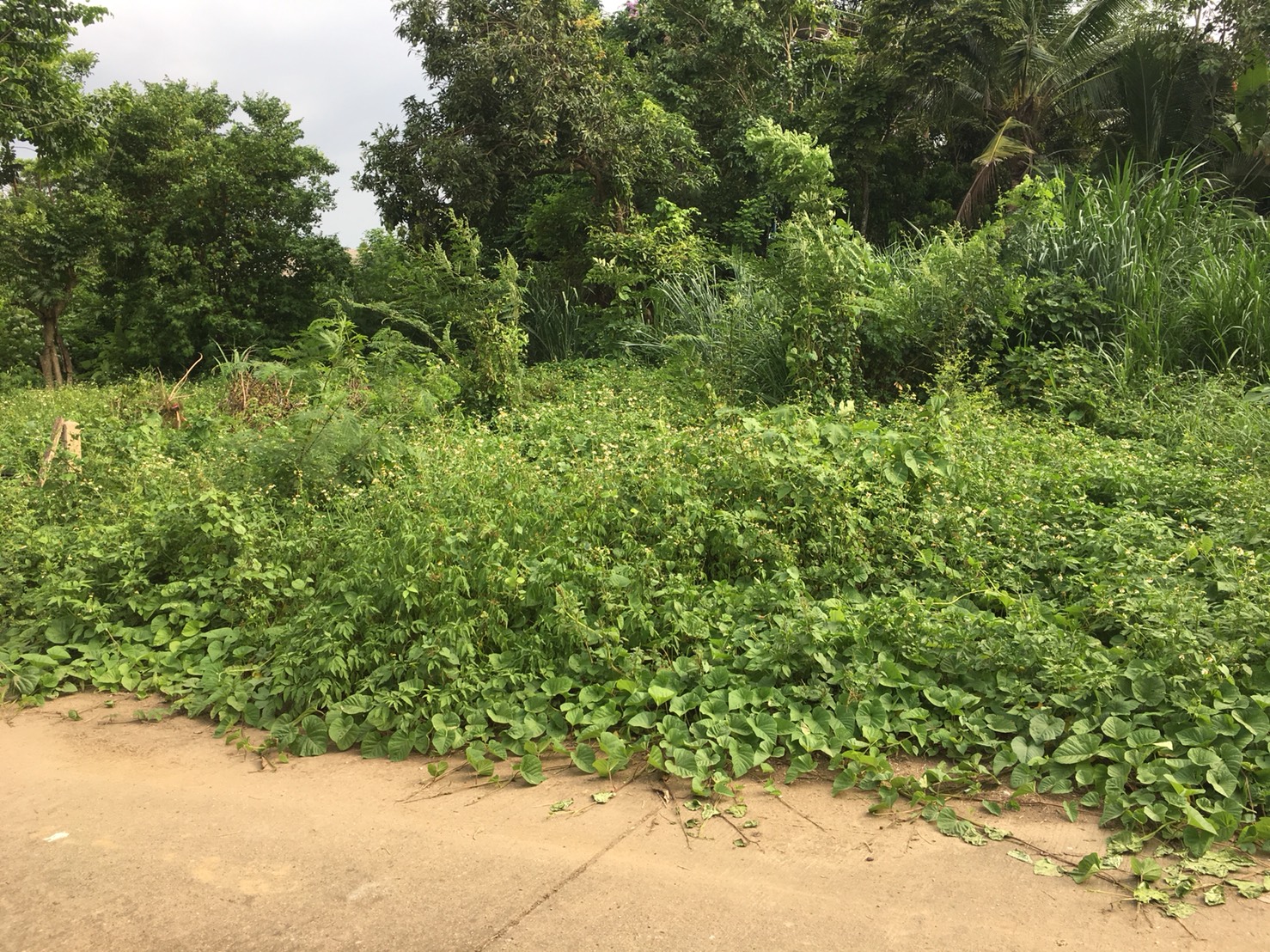 ขายที่ดิน ต. บ้านแหวน อ. หางดง จ. เชียงใหม่, ภาพที่ 4