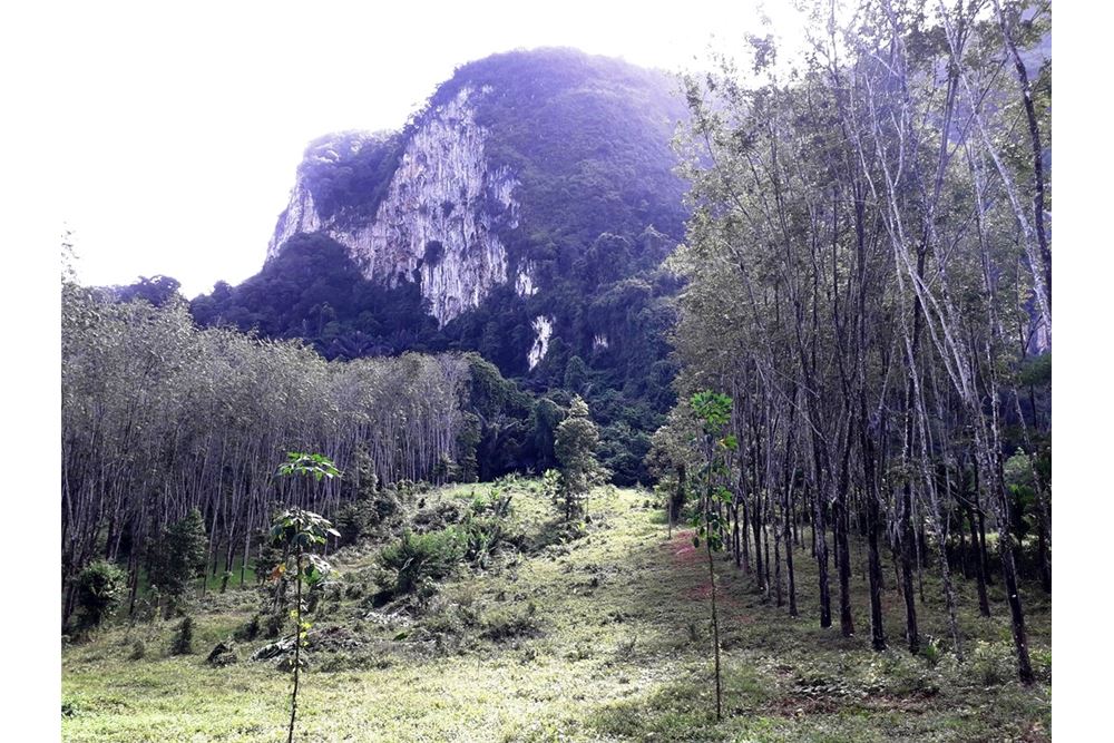 3 Rai and 67 TW 5068 sqm with sea view and mountain view less than 2 km, ภาพที่ 4