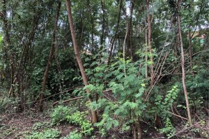 ขาย ที่ดิน ตำบลบางเขน อำเภอเมืองนนทบุรี จังหวัดนนทบุรี